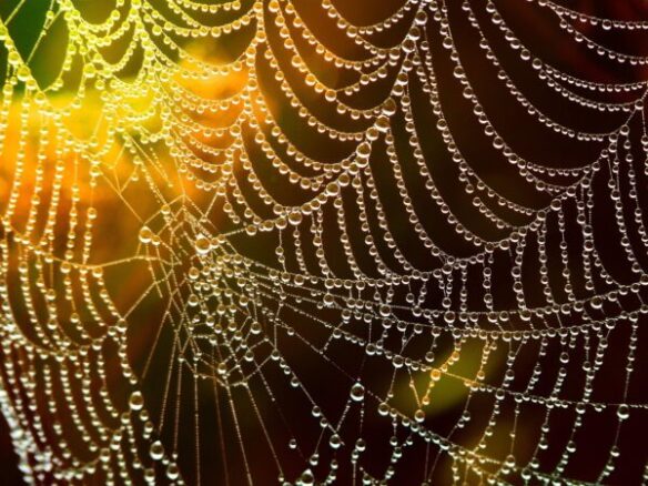 web, dew, spider web, trap, silk, cobweb, dewdrops, drops of water, water droplets, orb, web, web, web, spider web, spider web, spider web, spider web, spider web, trap, trap