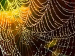 web, dew, spider web, trap, silk, cobweb, dewdrops, drops of water, water droplets, orb, web, web, web, spider web, spider web, spider web, spider web, spider web, trap, trap